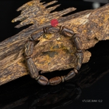 Vòng tay Trầm Hương cận chìm dạng hạt tự nhiên Hiếm ( size nam nhỏ )