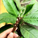 Trâm cài tóc gỗ- resin- Cỏ hạt mưa