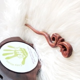 TRÂM CÀI TÓC GỖ-HOA LOA KÈN 2