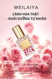 Tinh dầu dưỡng tóc WEILAIYA chiết xuất cánh hoa hồng phục hồi tóc hư tổn, giảm sơ rối, chẻ ngọn, không gây bết dính