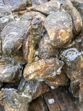 Hàu tươi