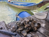 Hàu tươi