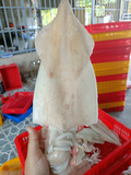 Mực ống 1 nắng loại 6-8 con Gói 500g | Đặc sản Cần Giờ, Đồ Ăn Ngon, Thực Phẩm Dinh Dưỡng