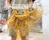 SÂM TƯƠI HÀN QUỐC: SIÊU_TO_KHỔNG_ LỒỒỒỒỒỒỒỒỒ