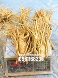 SÂM TƯƠI HÀN QUỐC: SIÊU_TO_KHỔNG_ LỒỒỒỒỒỒỒỒỒ