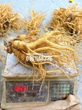 SÂM TƯƠI HÀN QUỐC: SIÊU_TO_KHỔNG_ LỒỒỒỒỒỒỒỒỒ