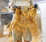 SÂM TƯƠI HÀN QUỐC: SIÊU_TO_KHỔNG_ LỒỒỒỒỒỒỒỒỒ