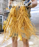 SÂM TƯƠI HÀN QUỐC: SIÊU_TO_KHỔNG_ LỒỒỒỒỒỒỒỒỒ