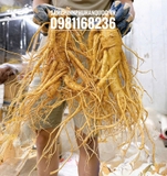 SÂM TƯƠI HÀN QUỐC: SIÊU_TO_KHỔNG_ LỒỒỒỒỒỒỒỒỒ