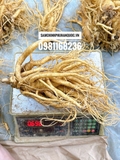 SÂM TƯƠI HÀN QUỐC: SIÊU_TO_KHỔNG_ LỒỒỒỒỒỒỒỒỒ