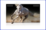 Google Tivi QLED TCL 4K 65 inch 65P7K