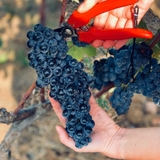 Rượu vang - Ý - Parelli Rosso Puglia