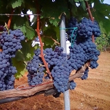 Rượu vang - Ý - Rocca Negroamaro Salento