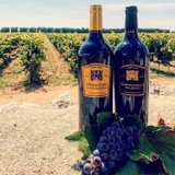 Rượu vang - Ý - Torridoro Negroamaro Salento