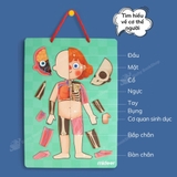 Mideer Human Body Magnetic Puzzle – Bộ Xếp Hình Nam Châm Cơ Thể Người
