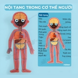 Mideer Human Body Magnetic Puzzle – Bộ Xếp Hình Nam Châm Cơ Thể Người