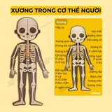 Mideer Human Body Magnetic Puzzle – Bộ Xếp Hình Nam Châm Cơ Thể Người