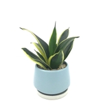 Lưỡi Hổ lá vàng