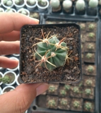 Xương rồng ánh dương