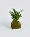 Luas Nuide chậu trắng cùng đôn gỗ xinh xắn