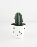 Bể sen đá nhiều loại đặc sắc