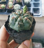 Xương rồng thần long