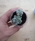 Xương rồng trứng chim