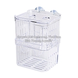 BOX MICA TÁCH CÁ SINH SẢN – GIẢI PHÁP SINH SẢN AN TOÀN CHO CÁ CẢNH