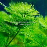 LA HÁN XANH - CÂY THỦY SINH