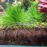 DÙI TRỐNG LÁ KIM (Eriocaulon cinereum) - CÂY THỦY SINH, BÁN CẠN