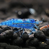 TÉP XANH ĐẬM - BLUE DREAM SHRIMP