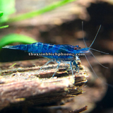 TÉP XANH ĐẬM - BLUE DREAM SHRIMP