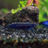 TÉP XANH ĐẬM - BLUE DREAM SHRIMP