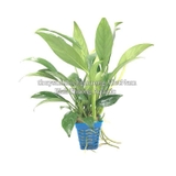 RÁY LÁ DÀI | ANUBIAS BARTERI VAR. GLABRA - CÂY THỦY SINH