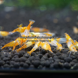 TÉP RILI CAM - RILI ORANGE SHRIMP