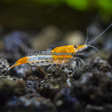 TÉP RILI CAM - RILI ORANGE SHRIMP