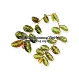 BUCEP PELLIONIA REPENS | THẰN LẰN NHUNG – DÂY LEO TẮC KÈ, DÂY LEO BÁN CẠN