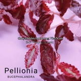 BUCEP PELLIONIA REPENS | THẰN LẰN NHUNG – DÂY LEO TẮC KÈ, DÂY LEO BÁN CẠN