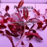 BUCEP PELLIONIA REPENS | THẰN LẰN NHUNG – DÂY LEO TẮC KÈ, DÂY LEO BÁN CẠN