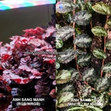 BUCEP PELLIONIA REPENS | THẰN LẰN NHUNG – DÂY LEO TẮC KÈ, DÂY LEO BÁN CẠN