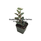 BUCEP PELLIONIA REPENS | THẰN LẰN NHUNG – DÂY LEO TẮC KÈ, DÂY LEO BÁN CẠN