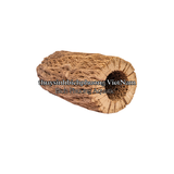 LARGE CHOLLA WOOD - LŨA XƯƠNG RỒNG