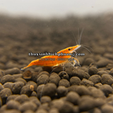 TÉP CAM - ORANGE SHRIMP