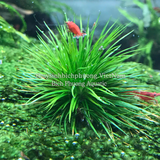 DÙI TRỐNG LÁ KIM (Eriocaulon cinereum) - CÂY THỦY SINH, BÁN CẠN