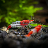 TÉP RILI ĐỎ - RILI RED SHRIMP