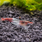 TÉP RILI ĐỎ - RILI RED SHRIMP