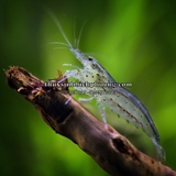 TÉP YAMATO | AMANO SHRIMP - DŨNG SĨ DIỆT RÊU HẠI