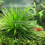 DÙI TRỐNG LÁ KIM (Eriocaulon cinereum) - CÂY THỦY SINH, BÁN CẠN