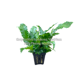DƯƠNG XỈ LÁ ỔI (Bolbitis heteroclita) - CÂY THỦY SINH