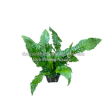 DƯƠNG XỈ LÁ ỔI (Bolbitis heteroclita) - CÂY THỦY SINH